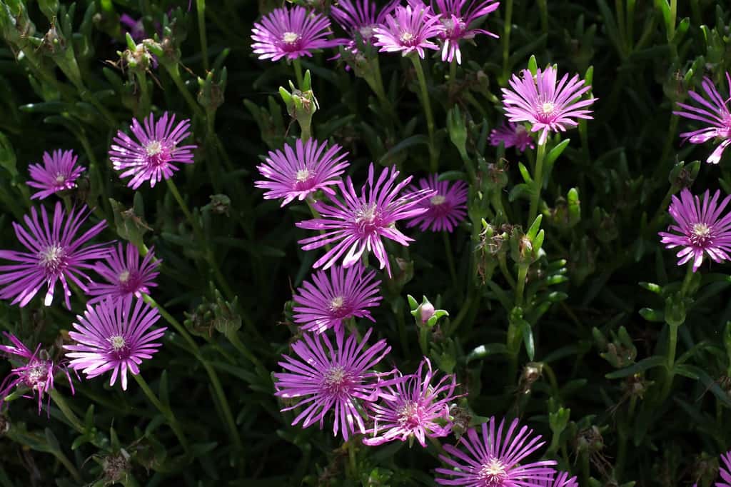 Le délosperme (<em>D</em><i>elosperma</i>). © ababhastopographer, Flickr